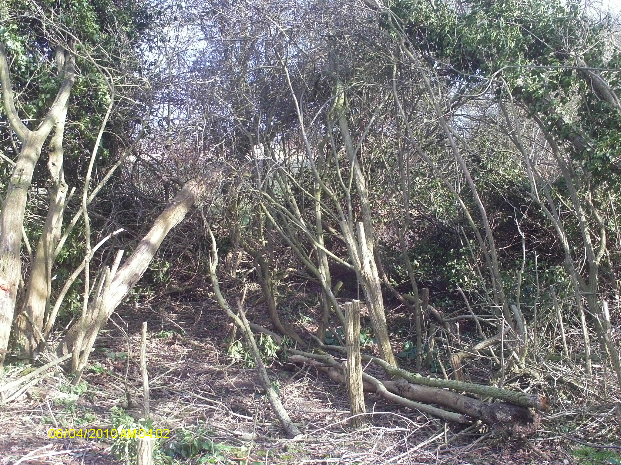 Dead trees, ivy and chainage