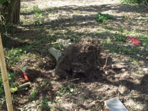 Another, even larger, and more boring, stump (no, it's not the same one taken from another angle)