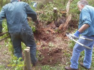 Stumping by hand - hard work!