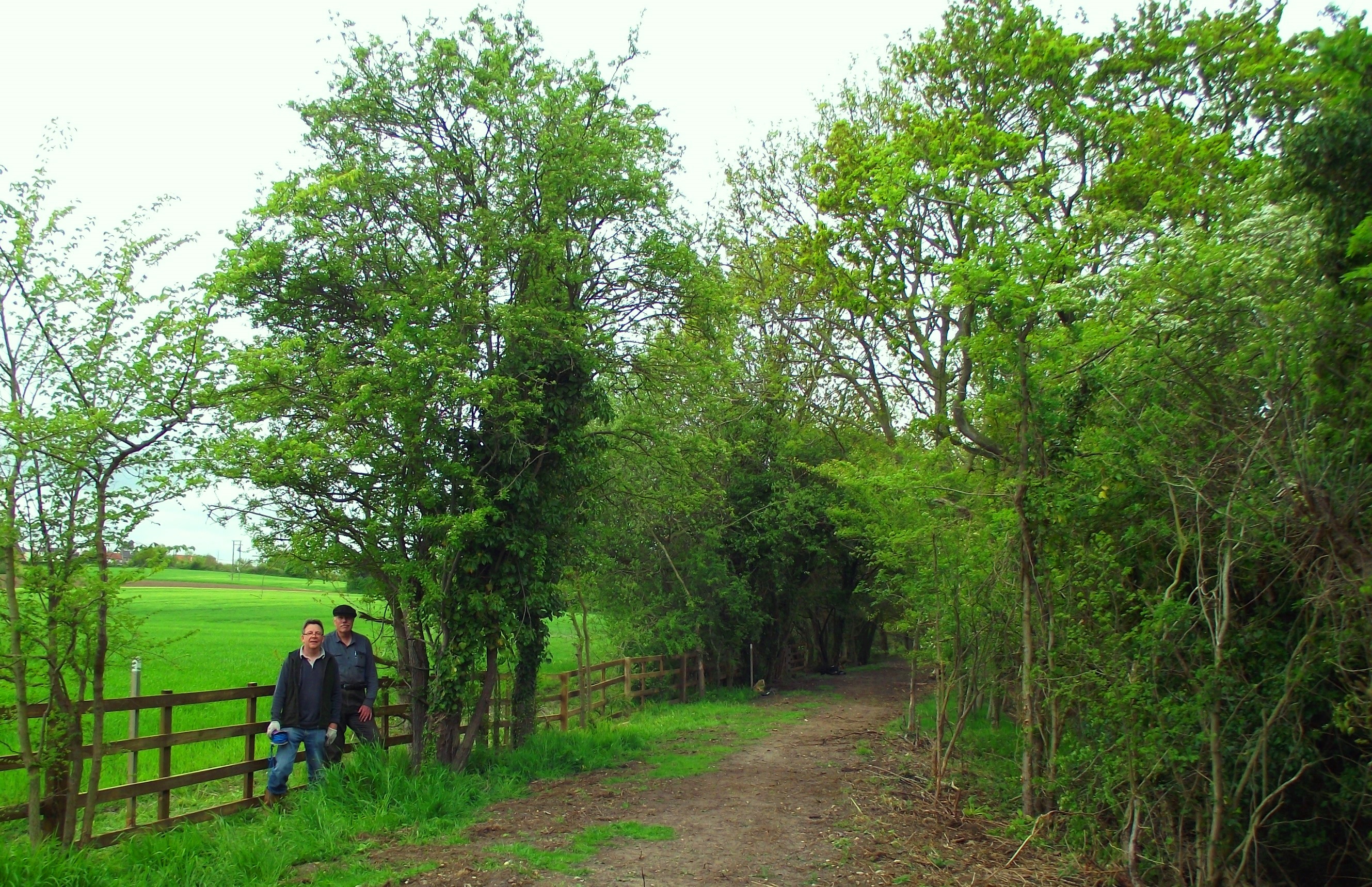 Our enthusiastic team of volunteers cracks on at Wenhaston